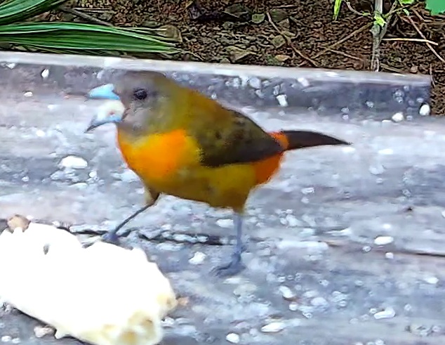 Flame-rumped Tanager