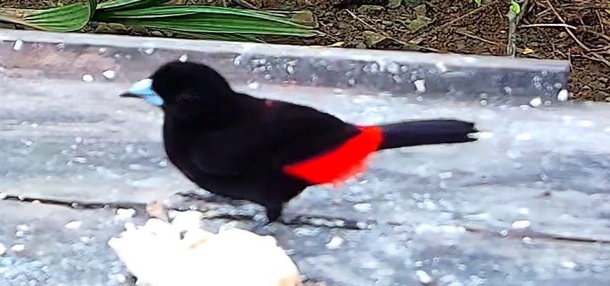 Scarlet-rumped Tanager