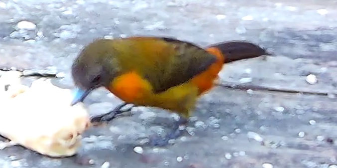 Flame-rumped Tanager