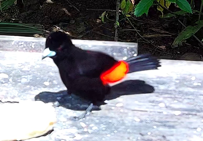 Flame-rumped Tanager