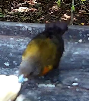 Yellow-throated Euphonia