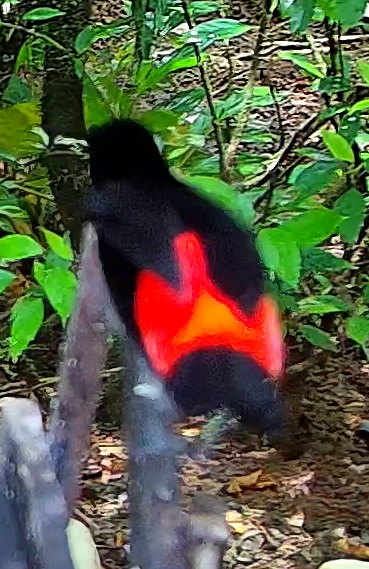 Scarlet-rumped Tanager