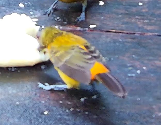 Flame-rumped Tanager