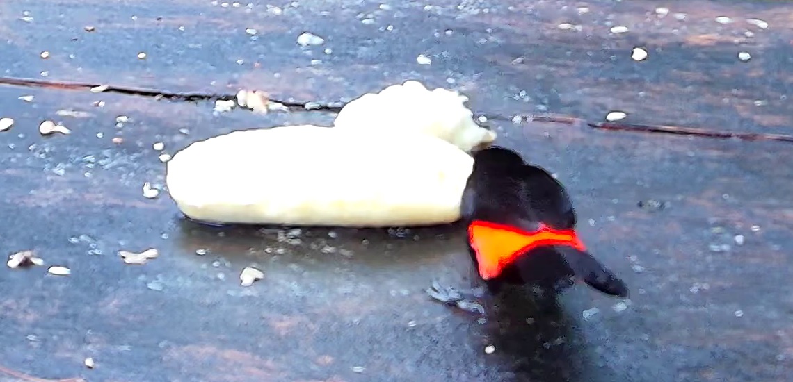 Flame-rumped Tanager