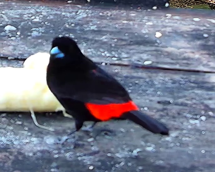 Scarlet-rumped Tanager