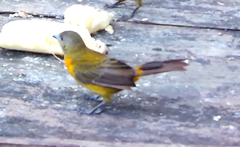 Flame-rumped Tanager