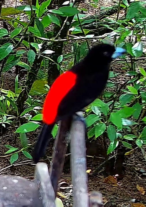 Scarlet-rumped Tanager