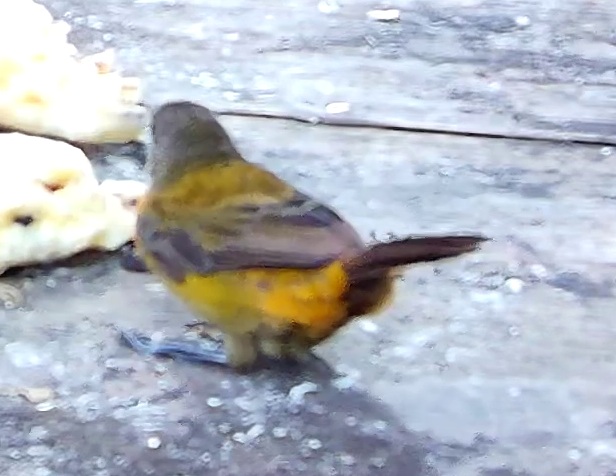 Flame-rumped Tanager