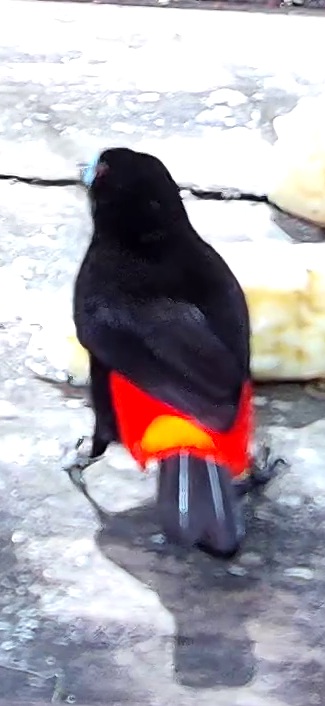 Scarlet-rumped Tanager