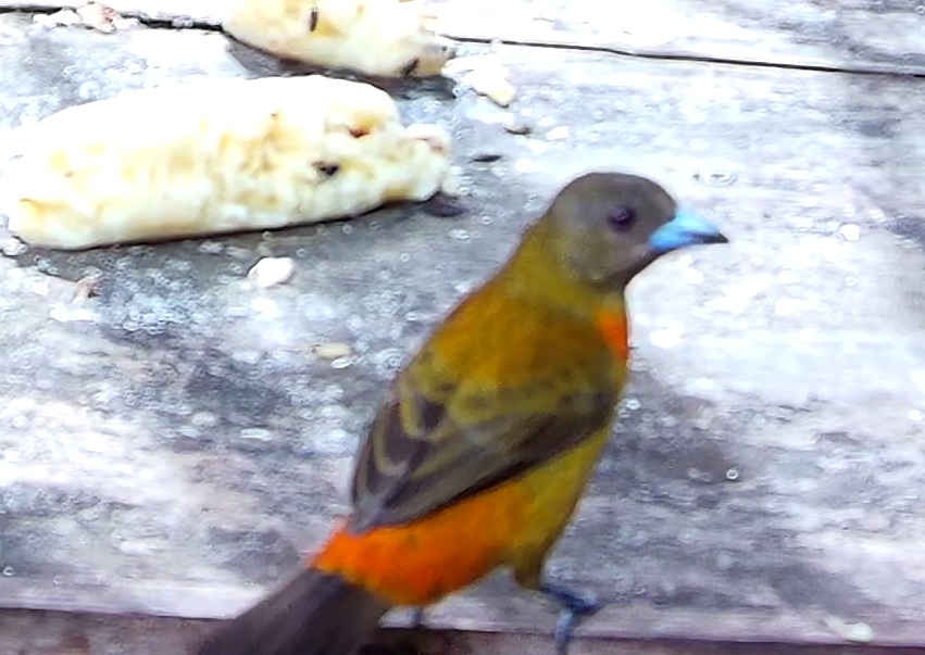 Scarlet-rumped Tanager