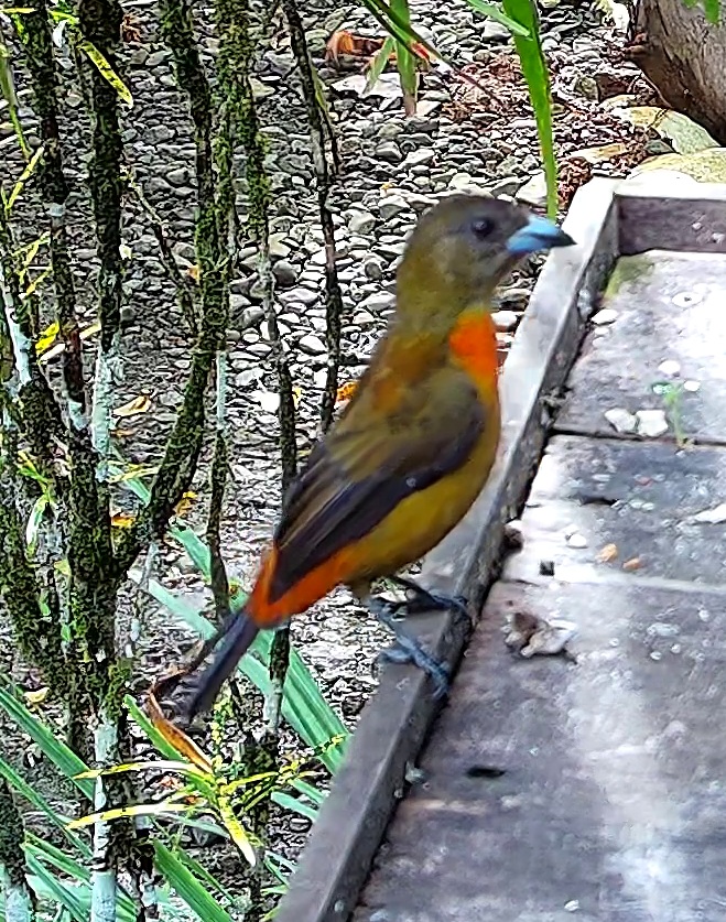 Flame-rumped Tanager