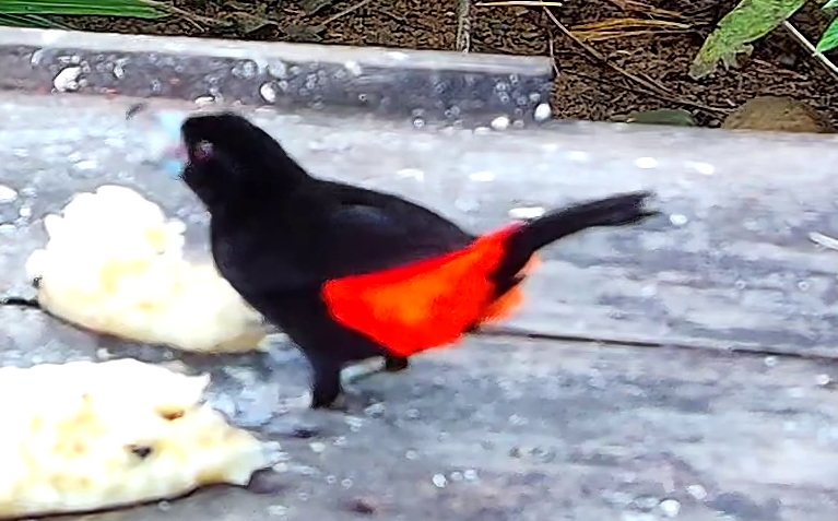 Scarlet-rumped Tanager