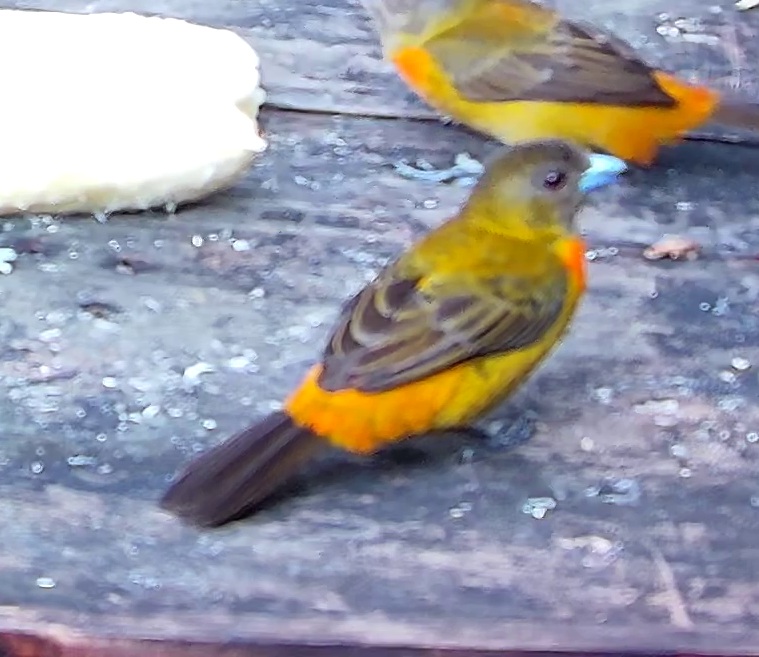 Flame-rumped Tanager