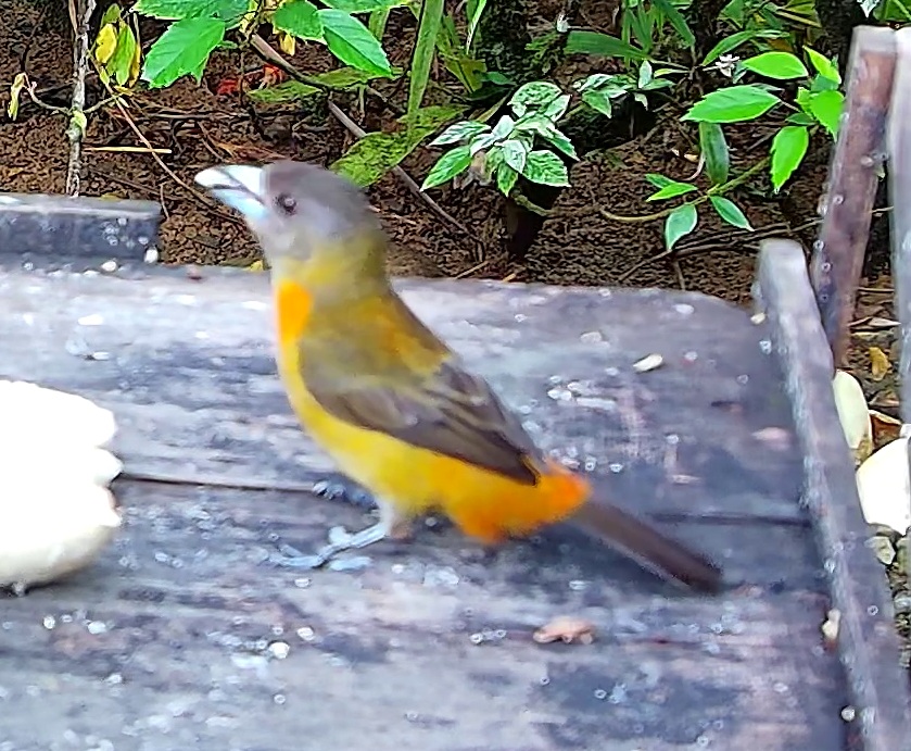 Flame-rumped Tanager
