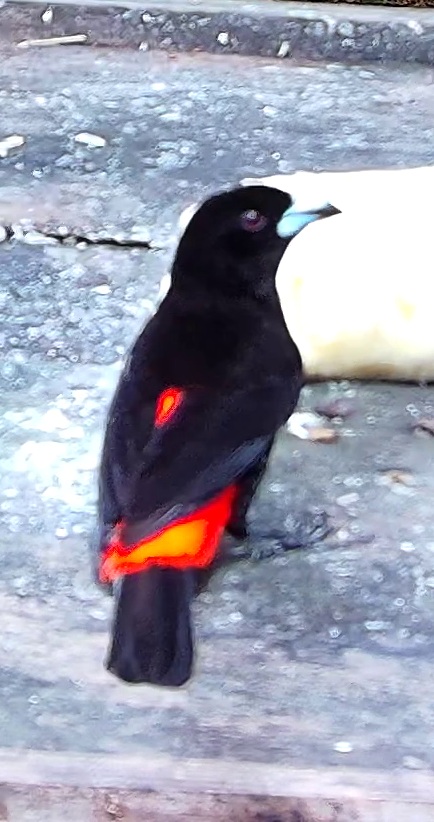 Flame-rumped Tanager