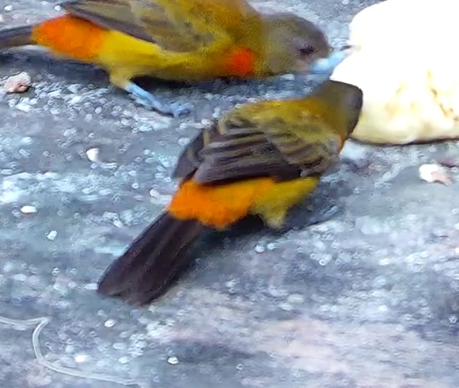 Flame-rumped Tanager