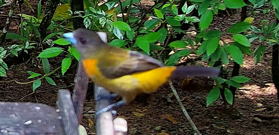 Flame-rumped Tanager