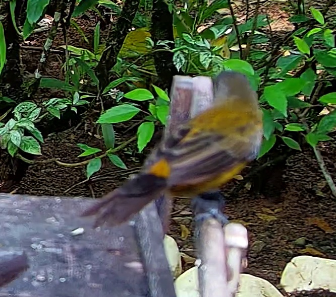Flame-rumped Tanager