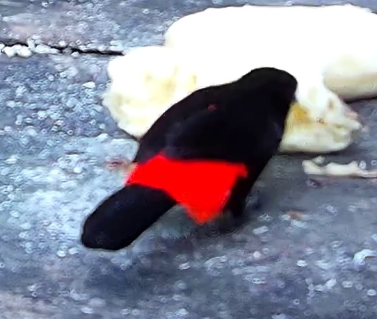 Crimson-backed tanager