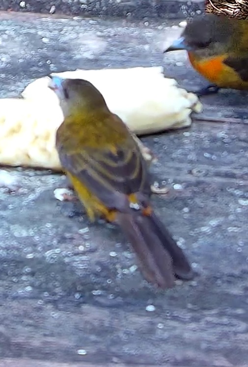 Flame-rumped Tanager