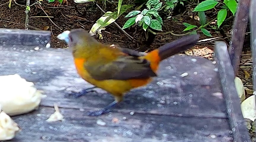 Flame-rumped Tanager