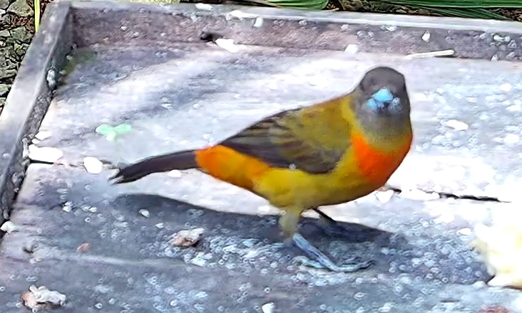 Crimson-backed Tanager