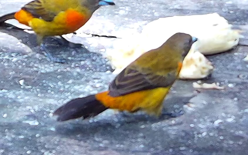 Flame-rumped Tanager