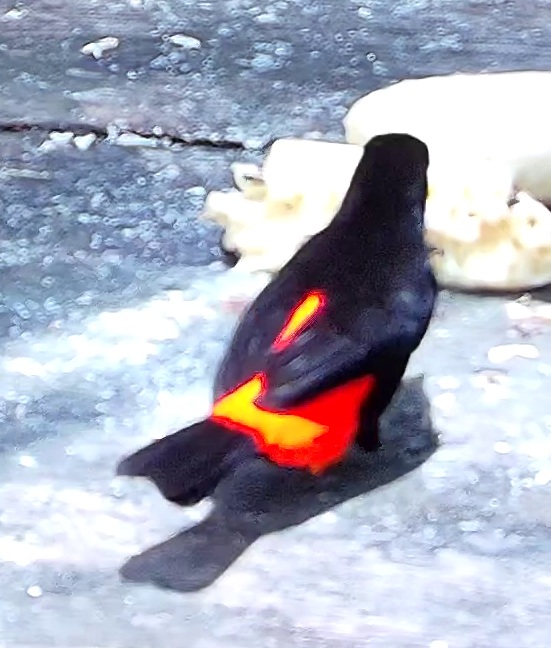 Flame-rumped Tanager