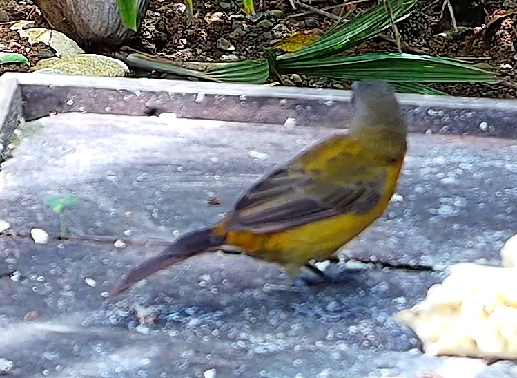 Olive-backed tanager