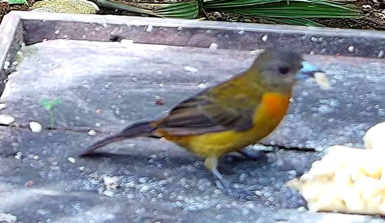 Flame-rumped Tanager