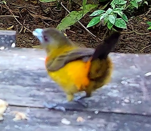 Passerini's Tanager