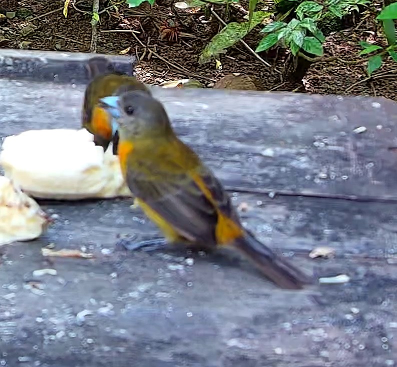 Flame-rumped Tanager