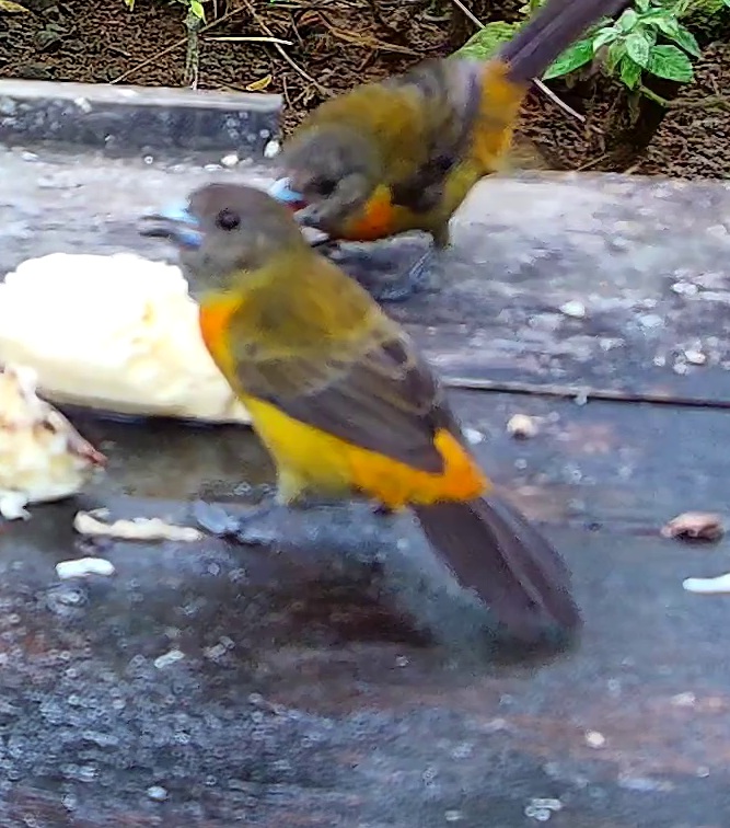 Flame-rumped Tanager