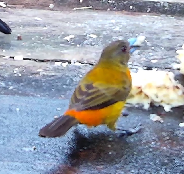 Flame-rumped Tanager
