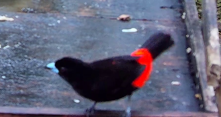 Scarlet-rumped Tanager
