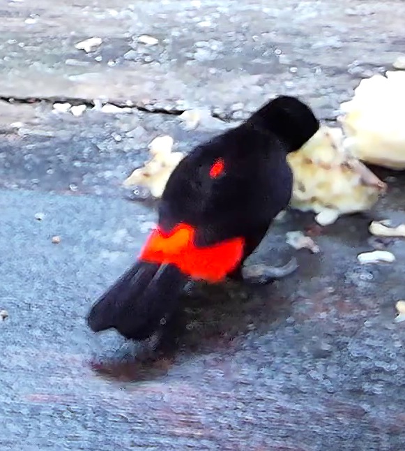 Flame-rumped Tanager
