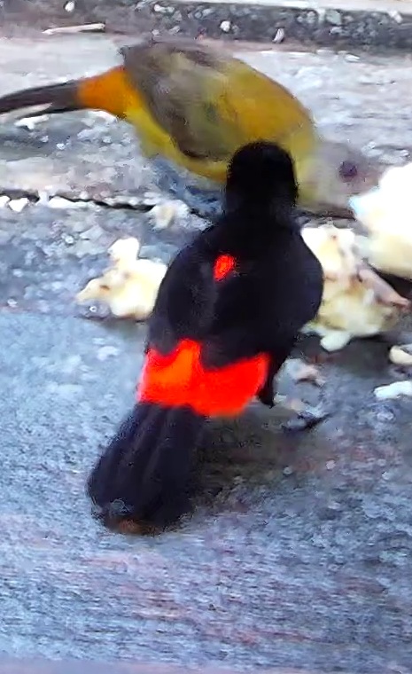 Flame-rumped Tanager