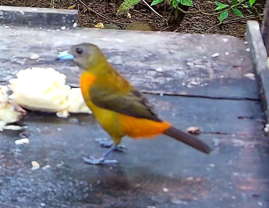 Passerini's Tanager