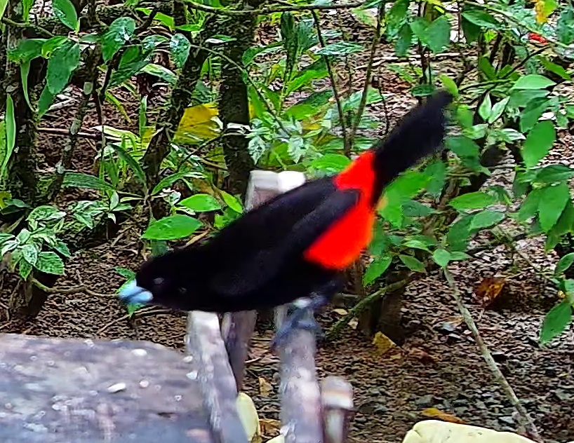 Flame-rumped Tanager