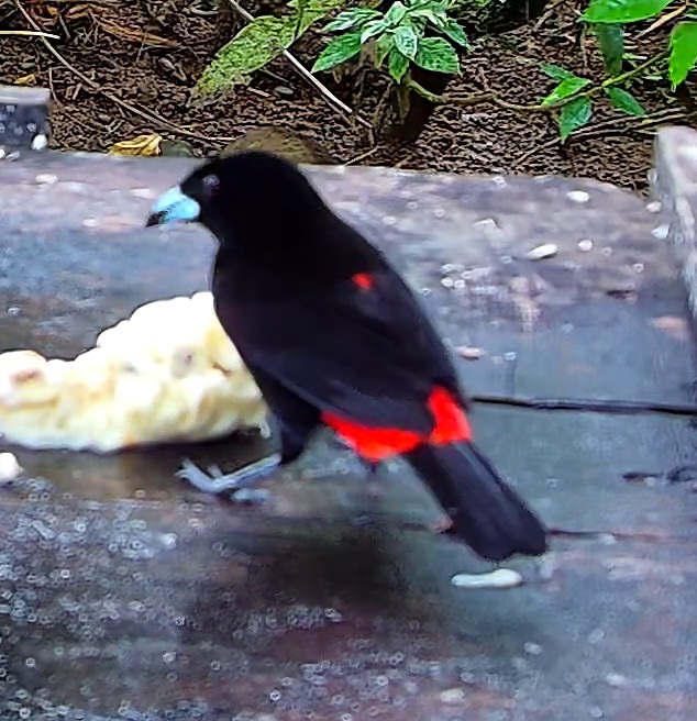 Scarlet-rumped Tanager