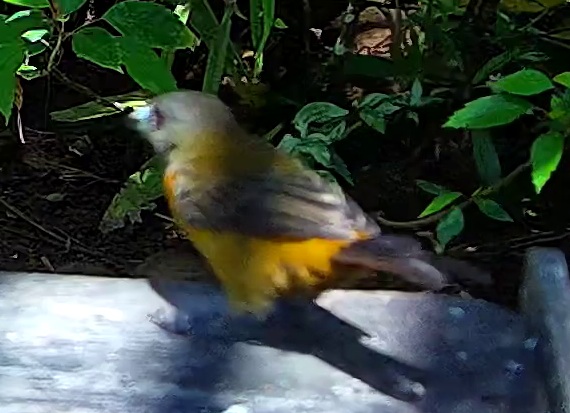 Palm Tanager