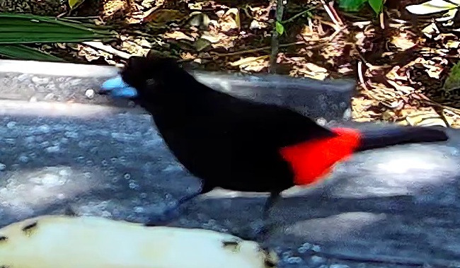 Crimson-backed tanager
