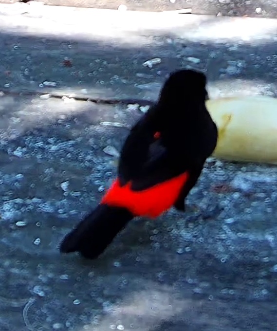 Scarlet-rumped Tanager