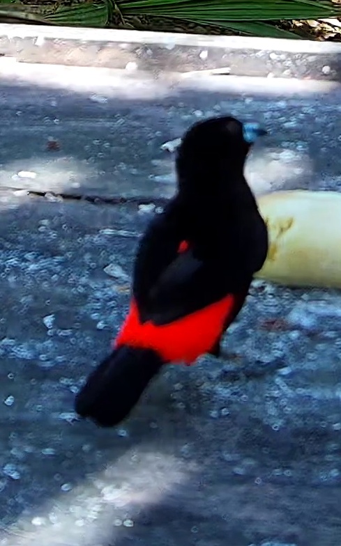 Scarlet-rumped Tanager