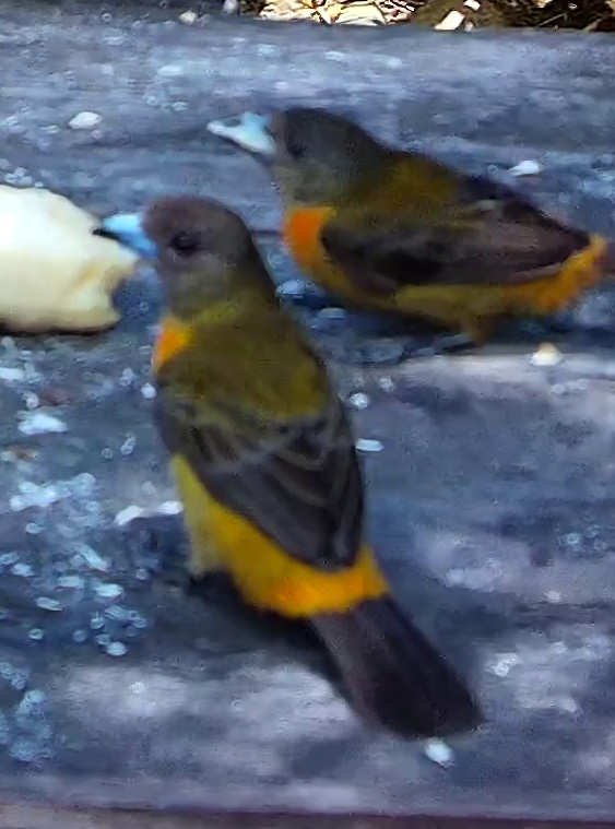 Flame-rumped Tanager