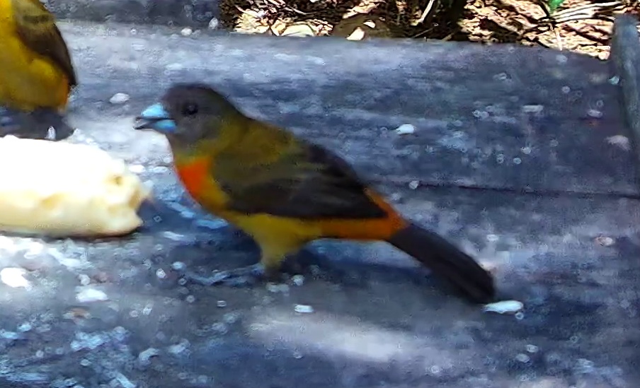 Flame-rumped Tanager