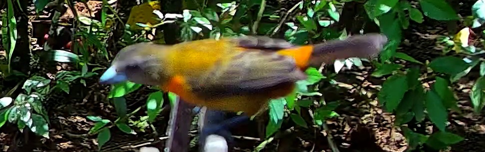 Flame-rumped Tanager
