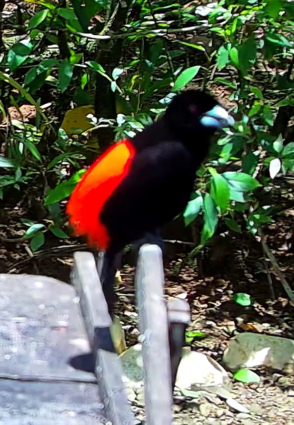Scarlet-rumped Tanager