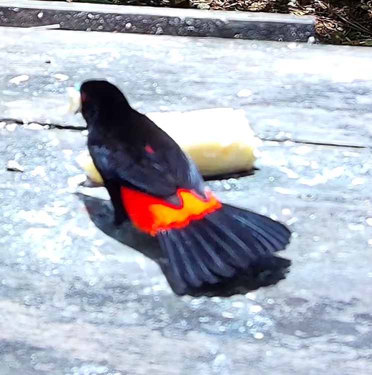 Scarlet-rumped Tanager