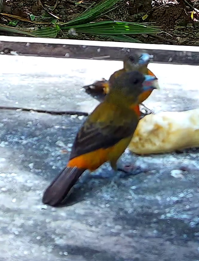 Flame-rumped Tanager